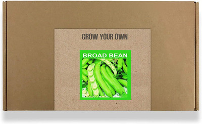 CYBEXIS Fast Germination Broad Beans Seeds800 Seeds Seed(800 per packet)