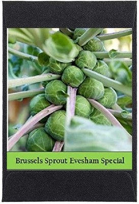 CYBEXIS Heirloom Brussels Sprouts Seeds Seeds2000 Seeds Seed(2000 per packet)