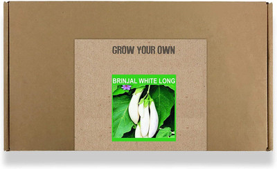 CYBEXIS Fast Germination Brinjal White Long Seeds1200 Seeds Seed(1200 per packet)