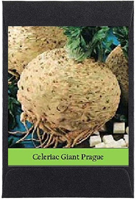 CYBEXIS Heirloom Celeriac Giant Prague Seeds2000 Seeds Seed(2000 per packet)