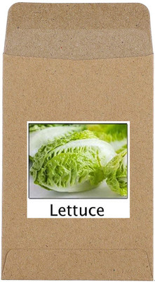 CYBEXIS Hybrid Lettuce Seeds2000 Seeds Seed(2000 per packet)