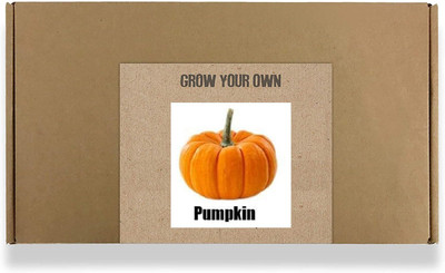 CYBEXIS Fast Germination Pumpkin Seeds100 Seeds Seed(100 per packet)