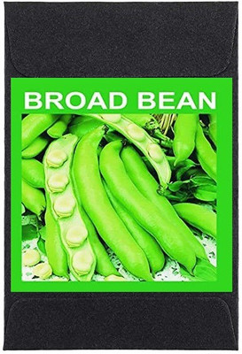 CYBEXIS Heirloom Broad Beans Seeds800 Seeds Seed(800 per packet)