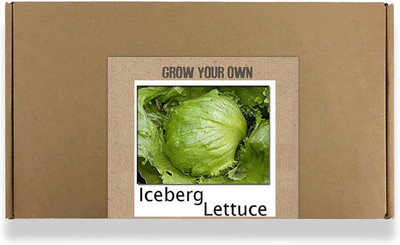 CYBEXIS Fast Germination Iceberg Lettuce Seeds1000 Seeds Seed(1000 per packet)