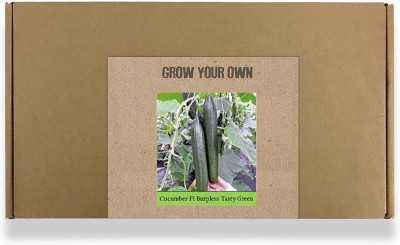 Qualtivate ® Fast Germination Cucumber Green Seeds(250 Seeds) Seed(250 per packet)