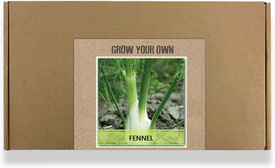 CYBEXIS Fast Germination Fennel Seeds2800 Seeds Seed(2800 per packet)