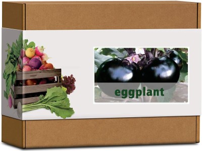 CYBEXIS High Germination Black Round Brinjal/Eggplant Seeds1200 Seeds Seed(1200 per packet)
