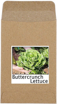 CYBEXIS Hybrid Buttercrunch Lettuce Seeds4000 Seeds Seed(4000 per packet)