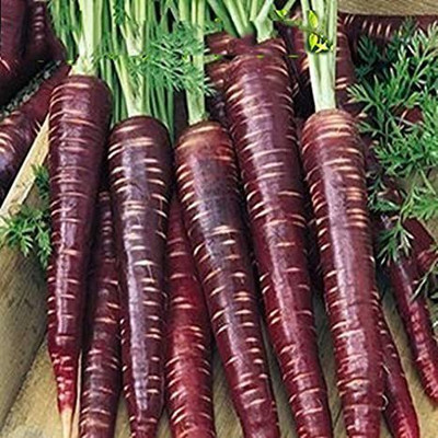 Gromax India Carrot Black Seeds With Free Try Me Seeds Pack Seed(40 per packet)