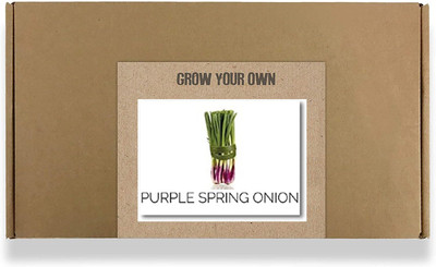 CYBEXIS Fast Germination Purple Spring Onion Seeds2000 Seeds Seed(2000 per packet)