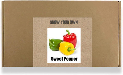 CYBEXIS Fast Germination Mixed Capsicum Seeds1200 Seeds Seed(1200 per packet)