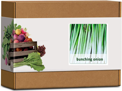 CYBEXIS High Germination Bunching Onion Seeds2000 Seeds Seed(2000 per packet)