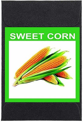 CYBEXIS Heirloom Sweet Corn Seeds2000 Seeds Seed(2000 per packet)