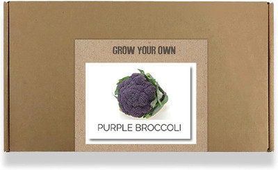 CYBEXIS Fast Germination Purple Broccoli Seeds2000 Seeds Seed(2000 per packet)