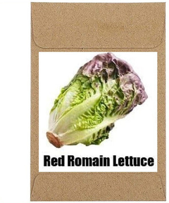 CYBEXIS Guarenteed Germination Lettuce Red Romain Seeds1000 Seeds Seed(1000 per packet)
