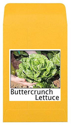 CYBEXIS Heirloom Buttercrunch Lettuce Seeds2000 Seeds Seed(2000 per packet)