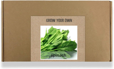 CYBEXIS Fast Germination Green Spinach Seeds2000 Seeds Seed(2000 per packet)