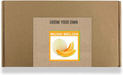 CYBEXIS Fast Germination Musk Melon Seeds100 Seeds Seed(100 per packet)