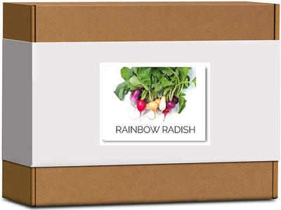 CYBEXIS High Germination Rainbow Radish Seeds600 Seeds Seed(600 per packet)
