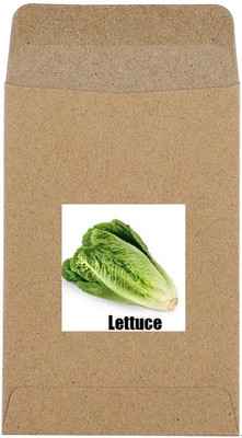 CYBEXIS Hybrid Green Lettuce Seeds1000 Seeds Seed(1000 per packet)