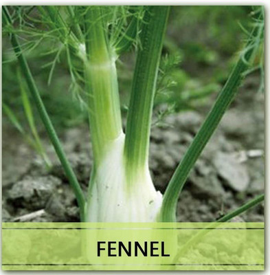 CYBEXIS Heirloom Fennel Seeds700 Seeds Seed(700 per packet)