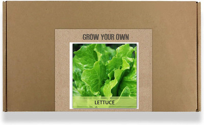 CYBEXIS Fast Germination Lettuce Seeds4000 Seeds Seed(4000 per packet)