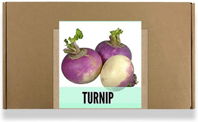 CYBEXIS Fast Germination Turnip Seeds2000 Seeds Seed(2000 per packet)