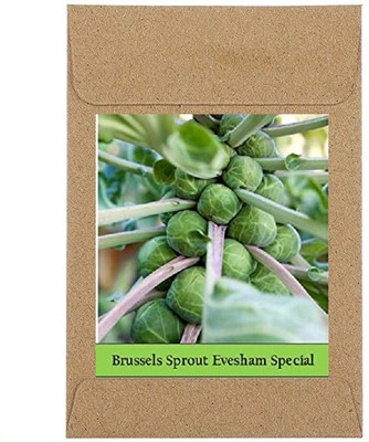 CYBEXIS Guarenteed Germination Brussels Sprouts Seeds Seeds2000 Seeds Seed(2000 per packet)