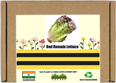 CYBEXIS F1 Hybrid Lettuce Red Romain Seeds2000 Seeds Seed(2000 per packet)