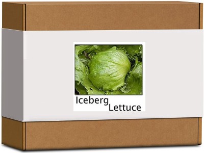 CYBEXIS High Germination Iceberg Lettuce Seeds4000 Seeds Seed(4000 per packet)