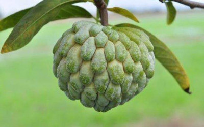 Paudha Custard Apple Hybrid Seed(35 per packet)