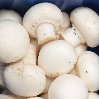 XOLDA Mushroom Hybrid Seed(26 per packet)