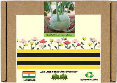 CYBEXIS F1 Hybrid Giant Khol Rabi Seeds2000 Seeds Seed(2000 per packet)