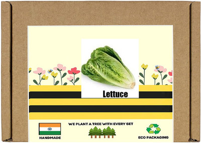 CYBEXIS F1 Hybrid Green Lettuce Seeds2000 Seeds Seed(2000 per packet)