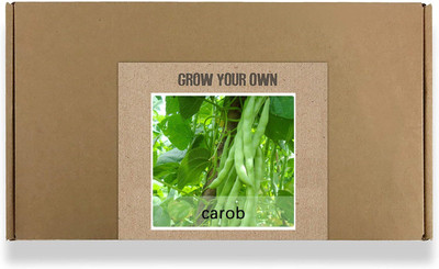 CYBEXIS Fast Germination French Beans Seeds-100 Seeds Seed(100 per packet)