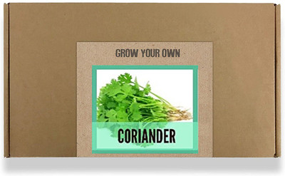 CYBEXIS Fast Germination Coriander,Dhania Seeds2800 Seeds Seed(2800 per packet)