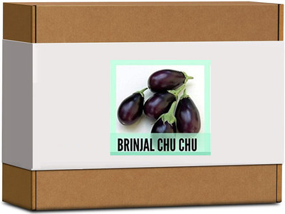 CYBEXIS High Germination Brinjal Chu Chu Seeds2400 Seeds Seed(2400 per packet)
