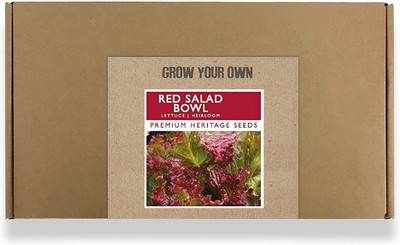 CYBEXIS Fast Germination Red Saled Bowl Lettuce Seeds4000 Seeds Seed(4000 per packet)