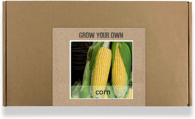 CYBEXIS Fast Germination Yellow Corn Seeds500 Seeds Seed(500 per packet)
