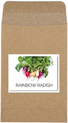 CYBEXIS Guarenteed Germination Rainbow Radish Seeds600 Seeds Seed(600 per packet)
