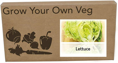 Qualtivate Lettuce Iceberg Seed(125 per packet)