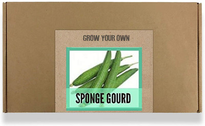 CYBEXIS Fast Germination Sponge Gourd Seeds-100 Seeds Seed(100 per packet)