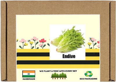 CYBEXIS F1 Hybrid Endive Seeds2000 Seeds Seed(2000 per packet)