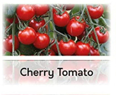CYBEXIS Hybrid Tomato Cherry Minibel Seeds2000 Seeds Seed(2000 per packet)