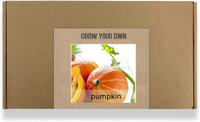 CYBEXIS Fast Germination Orange Pumpkin Seeds100 Seeds Seed(100 per packet)