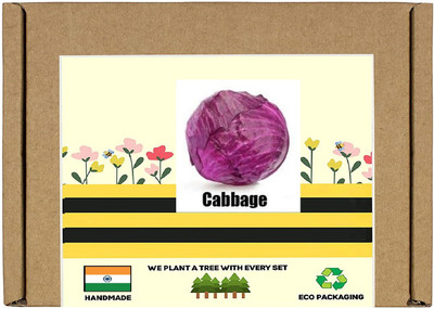 CYBEXIS F1 Hybrid Red Cabbage Seeds500 Seeds Seed(500 per packet)