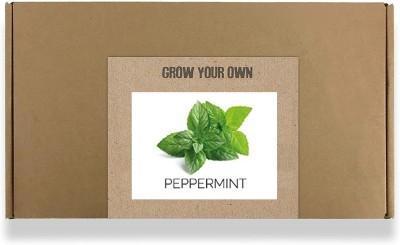 CYBEXIS Fast Germination Peppermint Seeds-350 Seeds Seed(350 per packet)