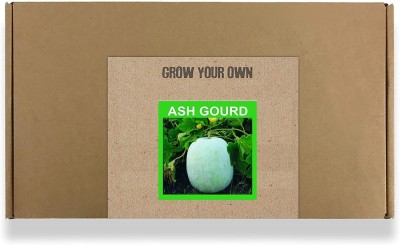 CYBEXIS Fast Germination Ash Gourd Seeds-100 Seeds Seed(100 per packet)