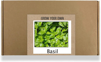 CYBEXIS Fast Germination Basil Seeds1000 Seeds Seed(1000 per packet)