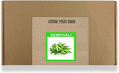 CYBEXIS Fast Germination Semphali Seeds800 Seeds Seed(800 per packet)